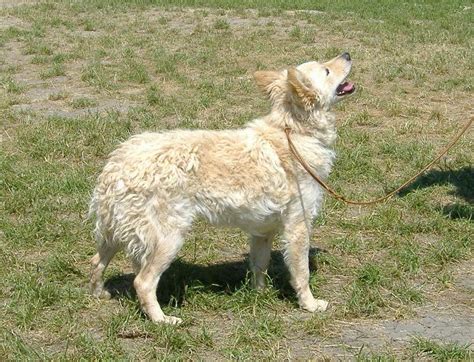 Is croatian sheepdog the right dog breed for you? Croatian sheepdog | Natural History