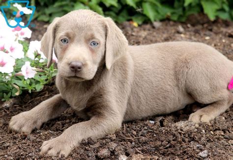 Maggies puppies soaking up some sun. Danice | Labrador Retriever - Silver Puppy For Sale ...