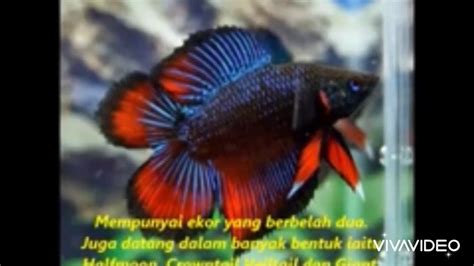 Ikan pelaga merupakan sejenis ikan air tawar yang dipelihara di dalam akuarium. JENIS JENIS IKAN LAGA - YouTube