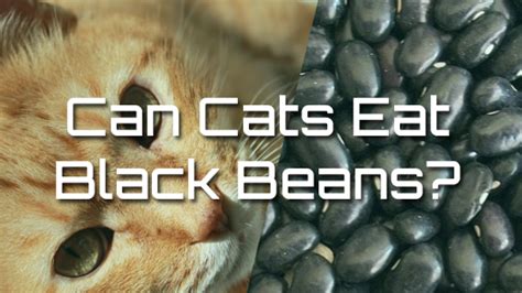 Unfortunately, giving cats spicy foods can potentially make them seriously ill. Can Cats Eat Black Beans? | Pet Consider