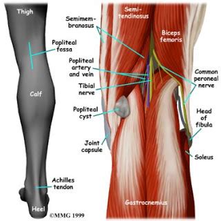 Knee tendons written by sonya margaret sulivan. THE POPLITEAL SPACE