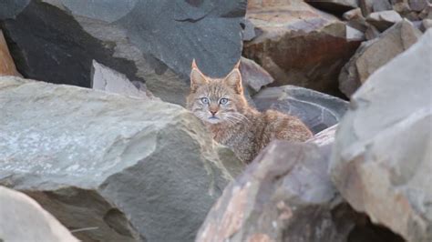 The chinese mountain cat (felis bieti), also known as the chinese desert cat and the chinese steppe cat, is a wild cat of western china that has been classified as vulnerable by iucn, as the effective population size may be fewer than 10,000 mature breeding individuals. Gatto di Biet: foto e immagini del felino raro | Il mio ...