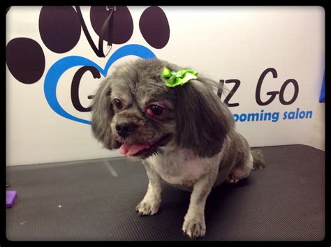 Woof gang bakery & grooming san antonio. #DogGrooming | Dog grooming, Mobile pet grooming, Pup