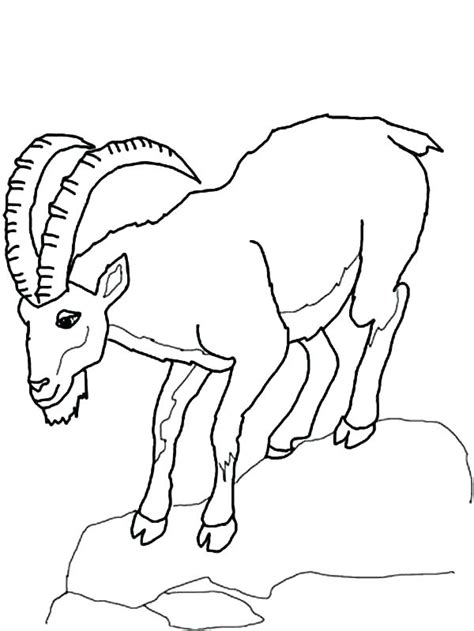 Goat coloring pages are black and white images of a horned animal, familiar to all children. Boer Goat Coloring Pages at GetDrawings | Free download