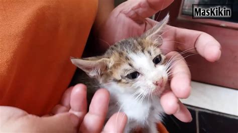 Mempunyai gigi untuk memudahkan mereka bergantung dan melekat pada dinding usus. Cara memberikan obat cacing pada kucing beserta dosisnya ...