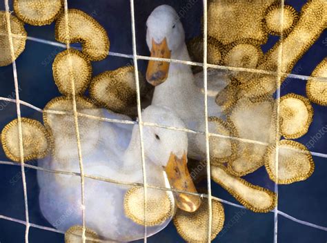 Videos figures images quizzes common medical tests. Ducks and bird flu virus particles - Stock Image - M055 ...