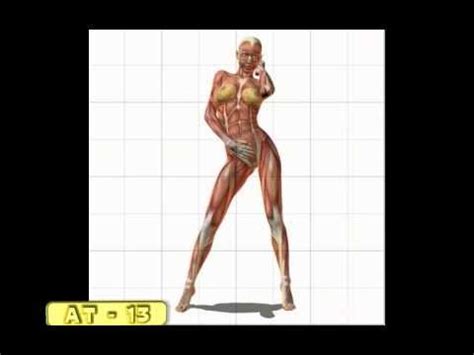 I'm back, and this time i'll be showing you how to draw muscles. Female muscle anatomy.AVI - YouTube