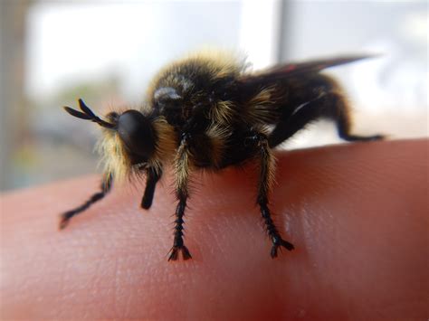 Bumblebee insect, bees, honey bee, insects, smiley png. Bumblebee Bug Cute
