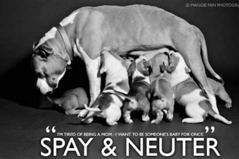 Spaying and neutering your pet is good for the community. Low cost spay and neuter clinics