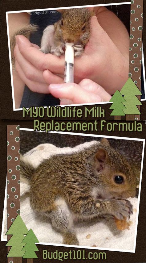 If you find an orphaned baby squirrel, reach out to a wildlife facility on how to proceed. MYO: Wildlife Milk Replacement Formula | wildlife ...