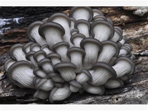 Essbare pilze schmecken sehr gut, man kann sie vielseitig zubereiten und es gibt jede menge essbare pilzsorten. schwarze Austernpilze | Pilze anbauen, Pilze, Pilze im garten