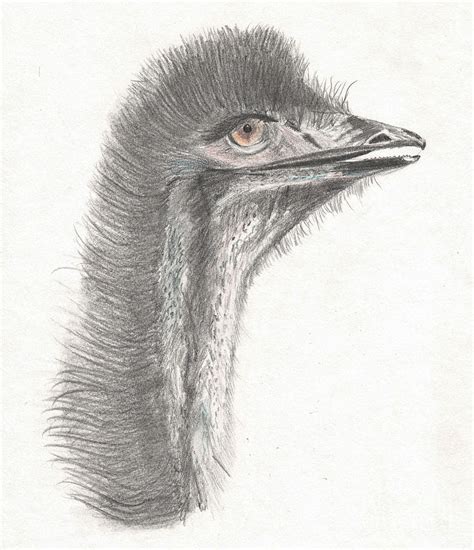 In this lesson we will be learning how to draw an emu bird, those really fluffy and long shaped bi. Australian Flightless Bird the Emu Drawing by Barefoot ...