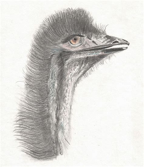 In this lesson we will be learning how to draw an emu bird, those really fluffy and long shaped bi. Australian Flightless Bird the Emu Drawing by Barefoot ...