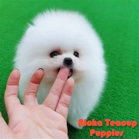 We are passionate lovers of teacup puppies with 7 years experience and we specialize in producing beautiful teacup puppies with amazing quality, health, structure, charisma, and temperament. Adorable Teacup Poms🐶💕 https://www.alohateacuppuppies.com/ . . #teacuppomeranian # ...