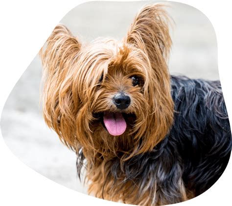 Lebenserwartung yorkshire terrier durch bewegung und geistige beschäftigung erhöhen 2. Der Yorkshire Terrier im Rasseportrait | AMICANDO