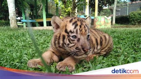 Karangan hari ini adalah mengenai lukisan lada benggala yang dipanggil capsicum oleh omputeh. Lucunya! Anak Harimau Benggala Lahir di Kebun Binatang ...