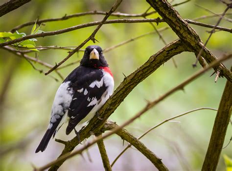 Comment must not exceed 1000 characters. Troy Marcy Photography | Rose-Breasted Grosbeak