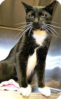 All pets are free to adopt from das until further notice. Siamese Cat for adoption in Toledo, Ohio - Oreo | Kitten ...
