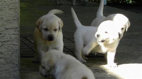 Check spelling or type a new query. Copy of Little Labrador Puppies 5 weeks Old - YouTube