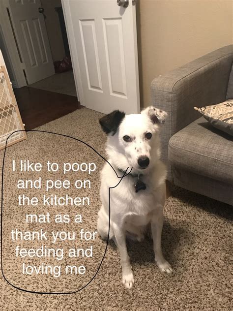 Le border collie est un chien agile, élégant, mais aussi très résistant. 19 Border Collies Who Failed So Hard It's Kind Of Adorable ...