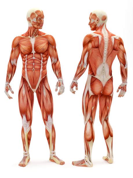 It lies underneath the internal oblique muscle, hence it is the deepest flat muscle. Best Human Muscle Stock Photos, Pictures & Royalty-Free Images - iStock