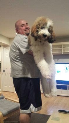 This large breed has an average life. St Berdoodle (St Bernard-Standard Poodle Mix) Info and ...