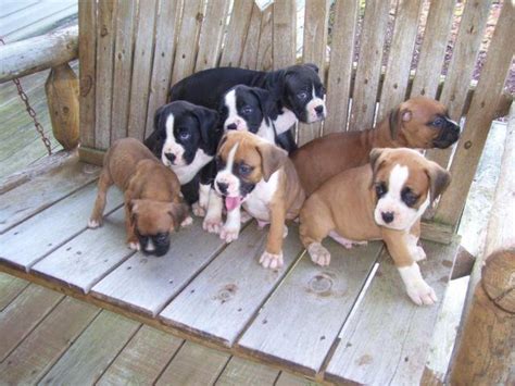 Find boxer puppies in canada | visit kijiji classifieds to buy, sell, or trade almost anything! CKC BOXER PUPPIES for Sale in Parkersburg, West Virginia ...