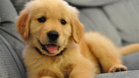 They will make good family companions and be a loving supportive part of your family. Golden Retriever Puppies Compilation NEW - YouTube