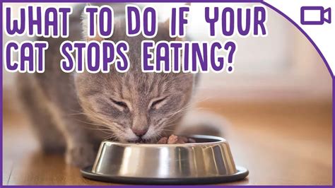 The raccoon wants to get up there using the cats head as a bit of purchase to drag itself up. What To Do If Your Cat Won't Eat! Cat health tips 2019 ...