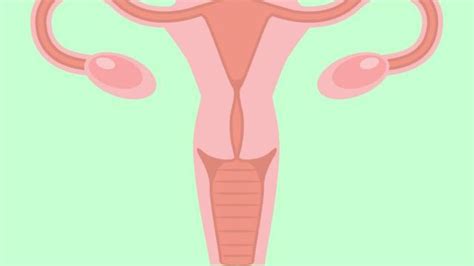 Menghambat produksi fsh oleh hipofisis. Fungsi Ovarium Pada Wanita Penting Dalam Reproduksi Hot Liputan6 Com