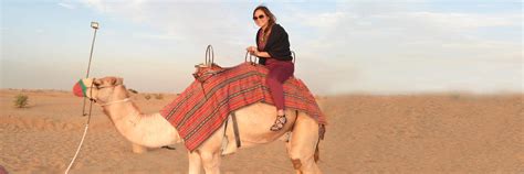 Feel like an emirati as you relax at a traditional bedouin desert camp. Morning Camel Desert Safari Dubai Book Online