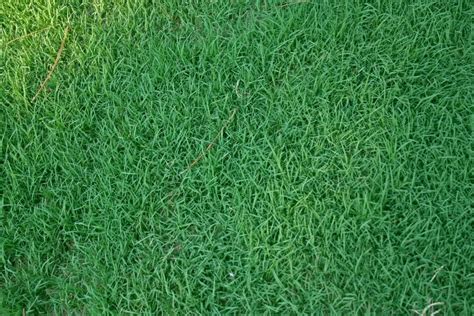 Does your answer for best bermuda grass for shade come with coupons or any offers? หญ้าฟลอริด้า | สาระ ความรู้ ข่าวสาร ความบันเทิง ของชาว ...