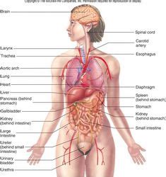 The human body is an amazing and complex thing. 7 Woman Anthony parts ideas | human body diagram, human ...