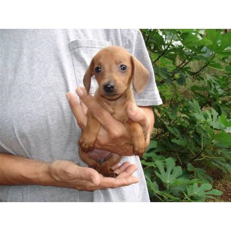 Advertise, sell, buy and rehome dachshund dogs and puppies with pets4homes. 6 miniature dachshund puppies available in Greenville ...