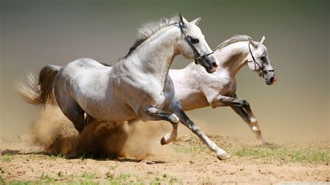 Horse - Horses Photo (31515763) - Fanpop
