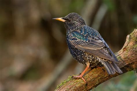 The european starling (common starling), one of the most widely distributed wild birds in north european starling (common starling): Starlings, darling: The making of an American pest • Earth.com