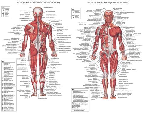 Work safety and sports injury. All Muscle Names Of Body Of Women Human Anatomy : Gallery Of Female Anatomy Diagram Muscular ...