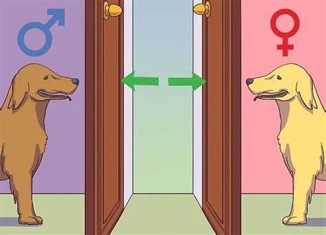 The main signs of a cat in heat consists of mostly wailing and an act that the female cat might run away with male. How to Calm a Male Dog when a Female Is in Heat | Dog in ...