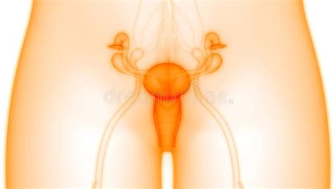 A given organ's tissues can be broadly categorized as parenchyma, the tissue peculiar to (or at least archetypal of) the organ and that does the organ's specialized job, and stroma. Female Internal Organs Reproductive System Anatomy Stock Illustration - Illustration of medicine ...