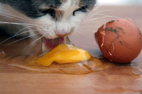 Maybe you would like to learn more about one of these? Tips Penjagaan Bulu Kucing agar Bulu Gebu dan Bersinar ...