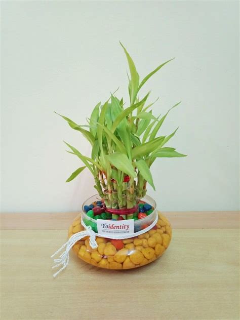 Lucky bamboo plants are great favors for. #Yoidentity #Lucky #Bamboo #Plant | Bamboo plant care ...