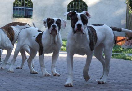 Saranno consegnati non prima di 70 giorni di vita con 3 sverminazioni, 2 vaccinazione, microchip, iscrizione l'anagrafe canina e pedigree. BULLDOG AMERICANO - American Bulldog: Foto ...