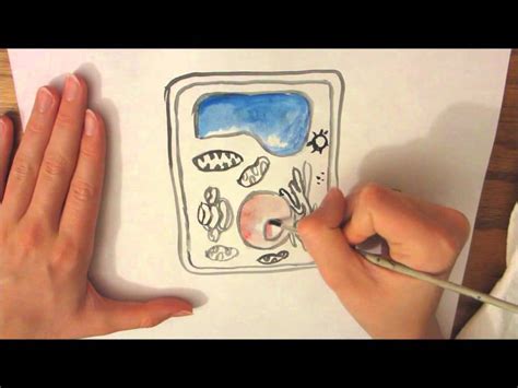 Check spelling or type a new query. a plant cell drawing - YouTube