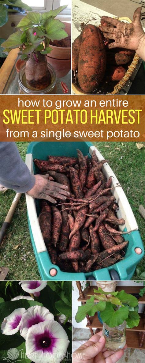 You can experience the version for other devices running on your device. Easy Tips, How to Plant and Grow Sweet Potatoes, Growing ...