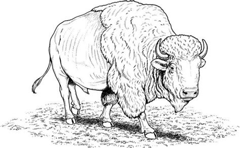 Discover (and save!) your own pins on pinterest. Water Buffalo Coloring Pages - Get Coloring Pages