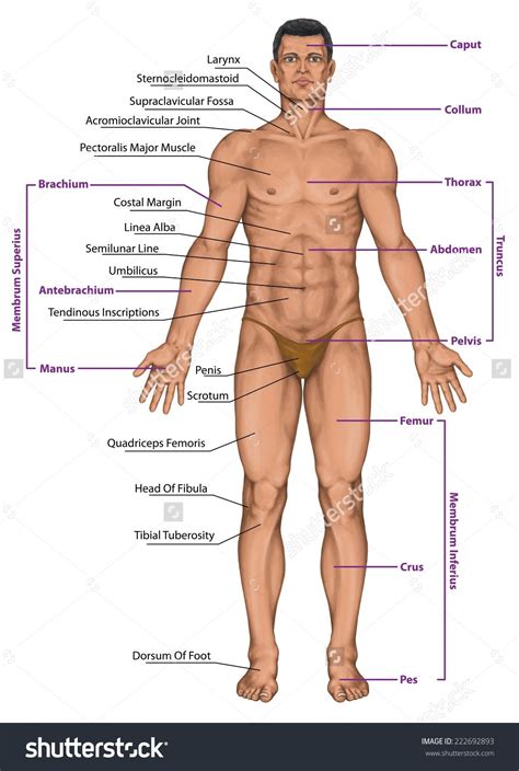 Skull, temple, ear, forehead, face, adam's apple , shoulder, nipple, breast, armpit, thorax, navel, abdomen, pubis, groin, knee, foot, toe, ankle, instep. Male Human Anatomy Diagram . Male Human Anatomy Diagram ...