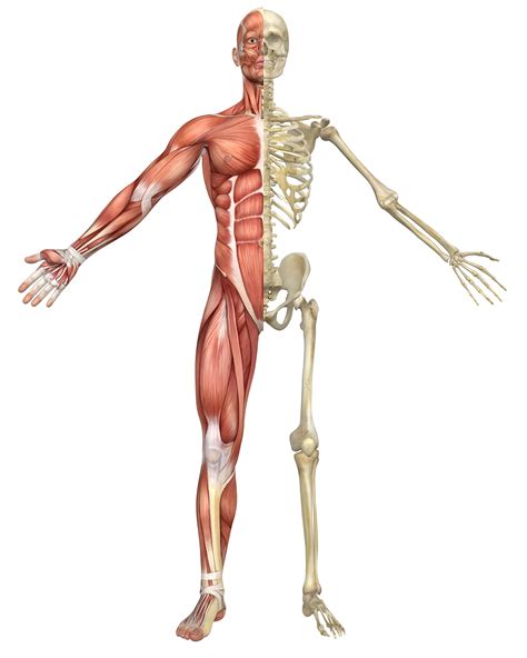 100% brand new and high quality features: Taken from gallaryhip.com | Human skeleton images ...