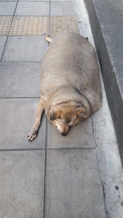 ✓ free for commercial use ✓ high quality images. Udomsuk market's fat dog believed dead found alive in Canada. : Thailand