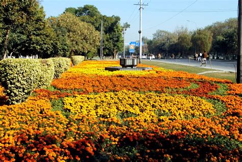 Muhammad saleh kamboh, historian to shah jahan, reported that the gardens of kashmir inspired the design for the shalimar garden in lahore, and that a wide variety of trees and flowers grew together in the garden. Travel Trip Journey : Lahore A City of Flowers