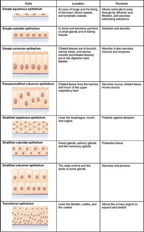 Tissues | Physiology, Anatomy and physiology, Anatomy and ...